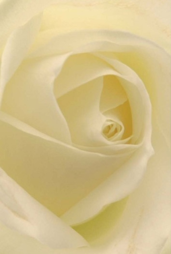 Gazing closely at this classic white rose, arranged by a skilled Hoxton florist, you become enveloped in the tranquil interplay of soft cream and pure white tones. Each petal, luminous and finely layered, seems to capture the gentle light that flows through East London's ever-changing skies. The composition conveys an aura of sophistication; the rose's spiral core is formed with near-perfection, its understated resilience echoing the vibrant history just outside our shop doors in Hoxton Market. The outermost petals possess a diaphanous quality, almost like a veil, giving the bloom an ethereal, floating presence. This floral highlight is a natural choice for life's deeply felt moments: a romantic promise shared in the shadow of Hoxton's historic buildings, a heartfelt apology expressed with sincerity, or a serene centrepiece set beneath the leafy canopies of Hoxton's urban parks. The scent, though subtle, lingers as if hinting at a clean, gentle rain-refreshing and serene. The artistry in selecting and arranging each petal reflects both nature's wisdom and human care, making every bouquet not just a gift, but a work of meaning. Here, the rose is both a canvas and a messenger, carrying with it the spirit of Hoxton: resilient, refined, and quietly captivating.
